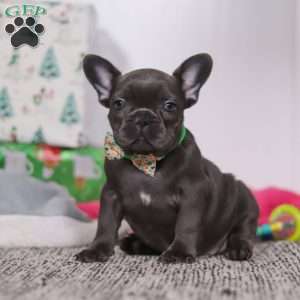 Shane, French Bulldog Puppy