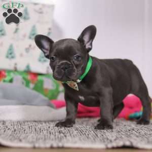 Shane, French Bulldog Puppy