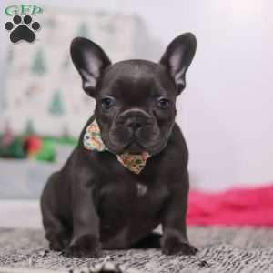 Shane, French Bulldog Puppy