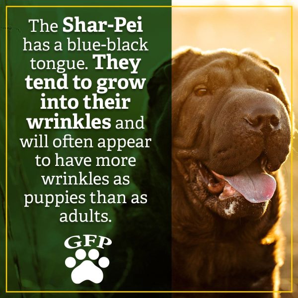 The Shar-Pei has a blue-black tongue. They tend to grow into their wrinkles and will often appear to have more wrinkles as puppies than adults.