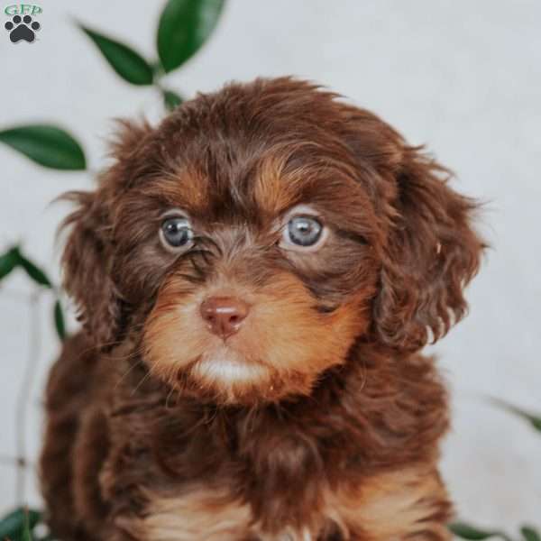 Sheila, Cavapoo Puppy