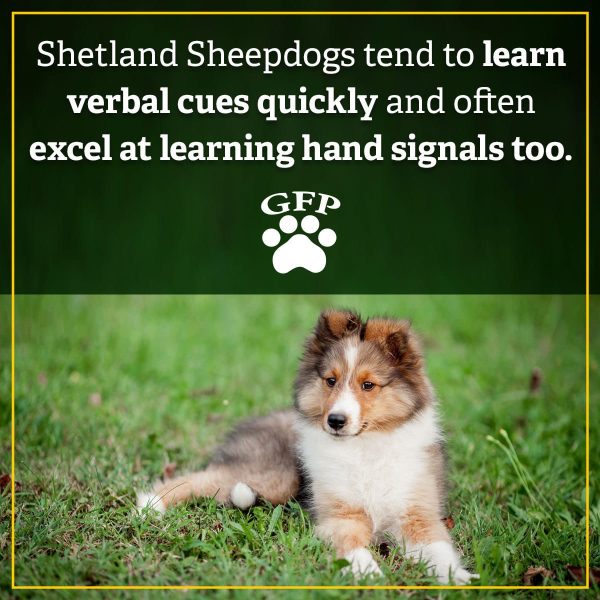 Shetland Sheepdogs tend to learn verbal cues quickly and often excel at learning hand signals too.