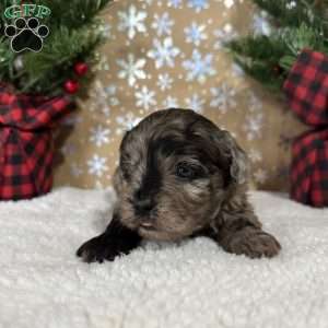 Snickers, Shih-Poo Puppy