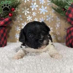 Oreo, Shih-Poo Puppy