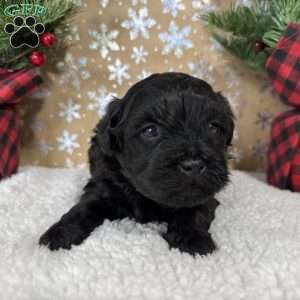 Licorice, Shih-Poo Puppy