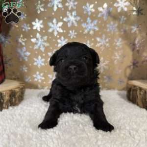 Bronco, Shih-Poo Puppy