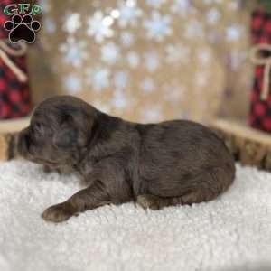 Chevy, Shih-Poo Puppy