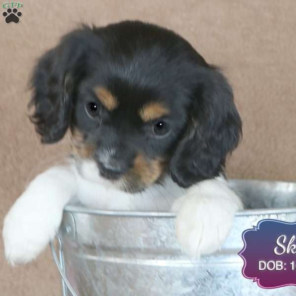 Sky, Cavalier King Charles Spaniel Puppy