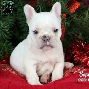 Sophia, French Bulldog Puppy