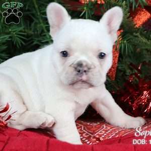 Sophia, French Bulldog Puppy