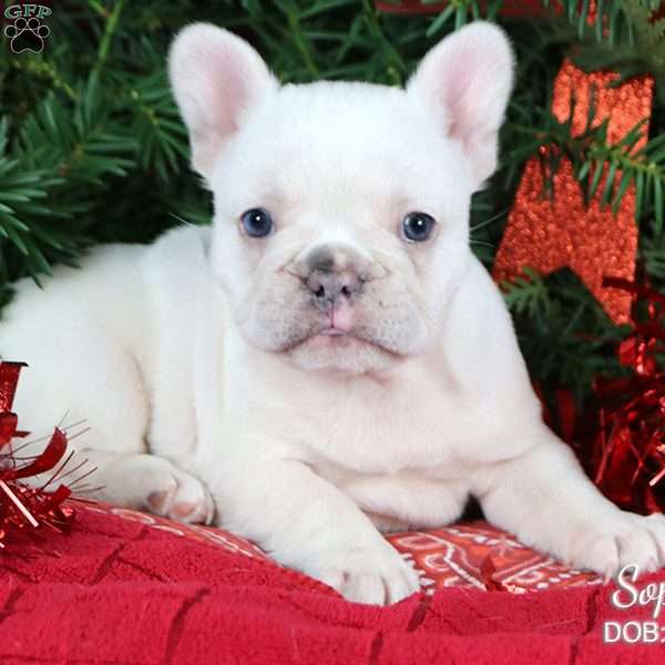 Sophia, French Bulldog Puppy