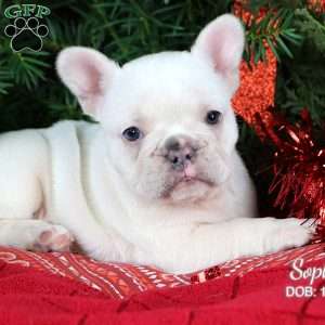 Sophia, French Bulldog Puppy