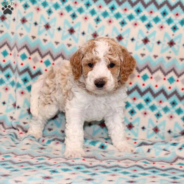 Sport, Mini Goldendoodle Puppy