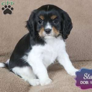 Stan, Cavalier King Charles Spaniel Puppy