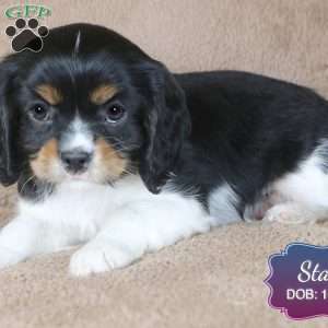 Stan, Cavalier King Charles Spaniel Puppy