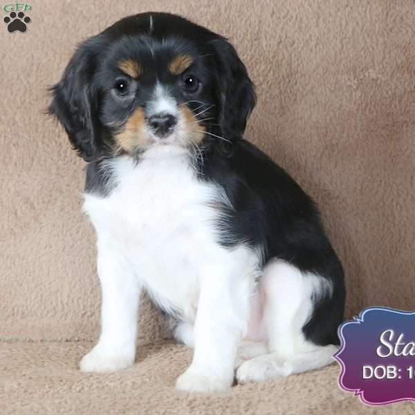 Stan, Cavalier King Charles Spaniel Puppy