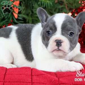 Starla, French Bulldog Puppy