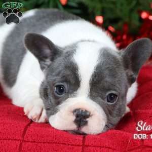 Starla, French Bulldog Puppy