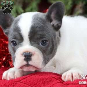 Starla, French Bulldog Puppy