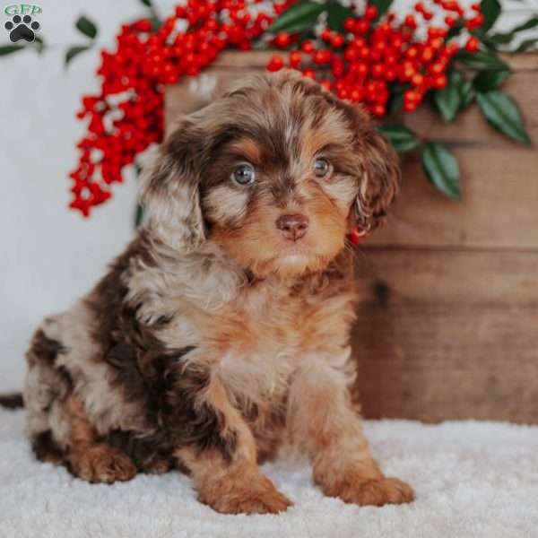 Steven, Cavapoo Puppy