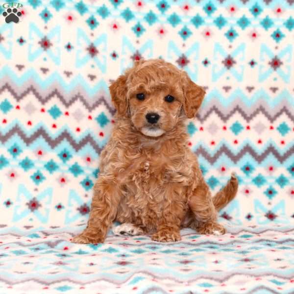 Sweetie, Mini Goldendoodle Puppy