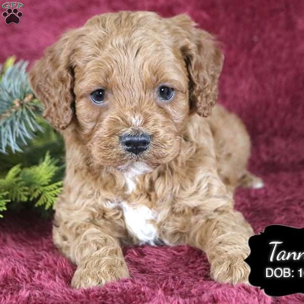 Tanner, Cockapoo Puppy