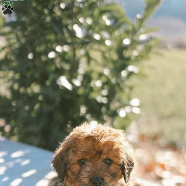 Theo, Mini Goldendoodle Puppy