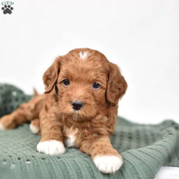 Murphy, Mini Goldendoodle Puppy