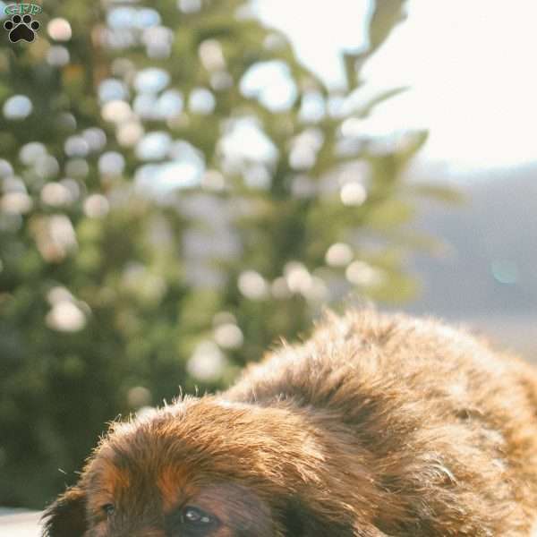 Milo, Mini Goldendoodle Puppy