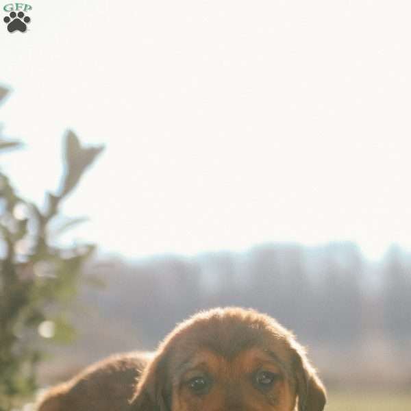 Frankie, Mini Goldendoodle Puppy