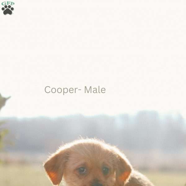 Cooper, Mini Goldendoodle Puppy