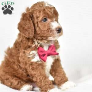 Louie, Mini Goldendoodle Puppy