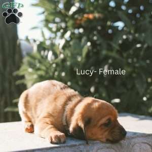 Lucy, Mini Goldendoodle Puppy