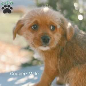 Cooper, Mini Goldendoodle Puppy