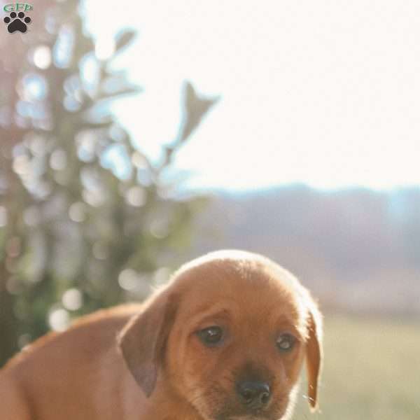 Louie, Mini Goldendoodle Puppy