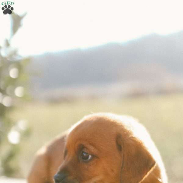 Charlie, Mini Goldendoodle Puppy