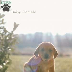 Daisy, Mini Goldendoodle Puppy