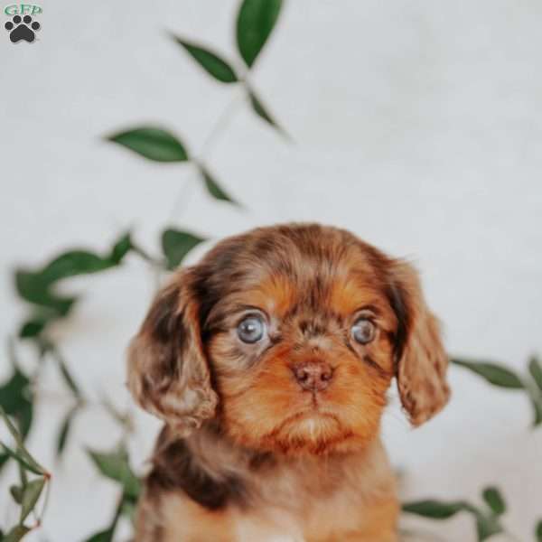 Tianna, Cavalier King Charles Spaniel Puppy