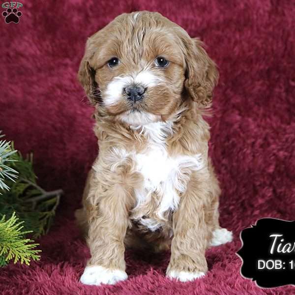 Tiara, Cockapoo Puppy