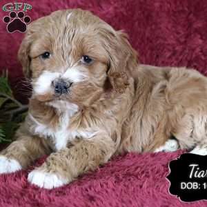 Tiara, Cockapoo Puppy