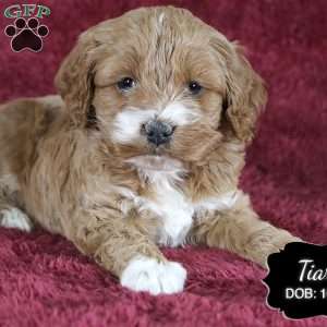 Tiara, Cockapoo Puppy