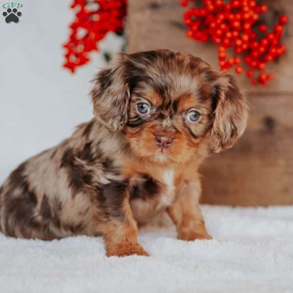 Timmy, Cavalier King Charles Spaniel Puppy