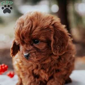 Timmy, Cavapoo Puppy