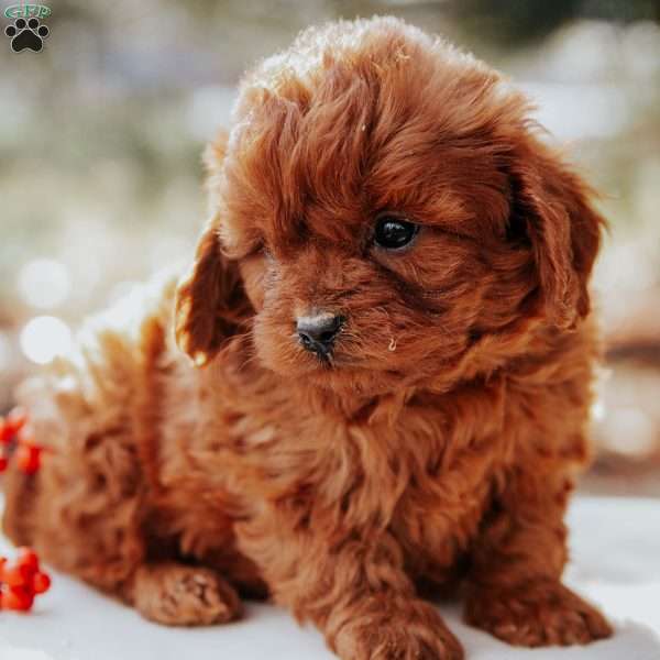 Timmy, Cavapoo Puppy