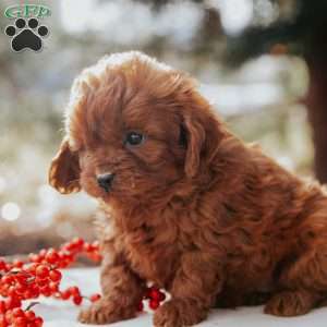 Timmy, Cavapoo Puppy