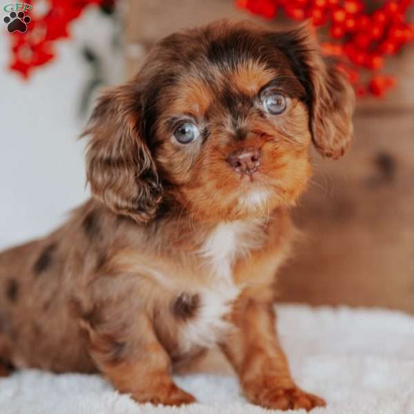 Tina, Cavalier King Charles Spaniel Puppy