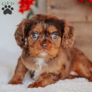 Tina, Cavalier King Charles Spaniel Puppy