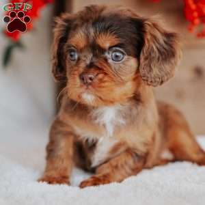 Tina, Cavalier King Charles Spaniel Puppy