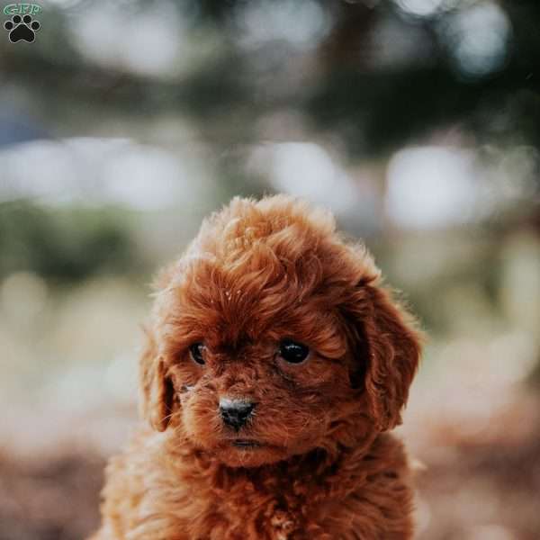 Tina, Cavapoo Puppy