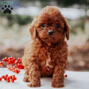 Tina, Cavapoo Puppy